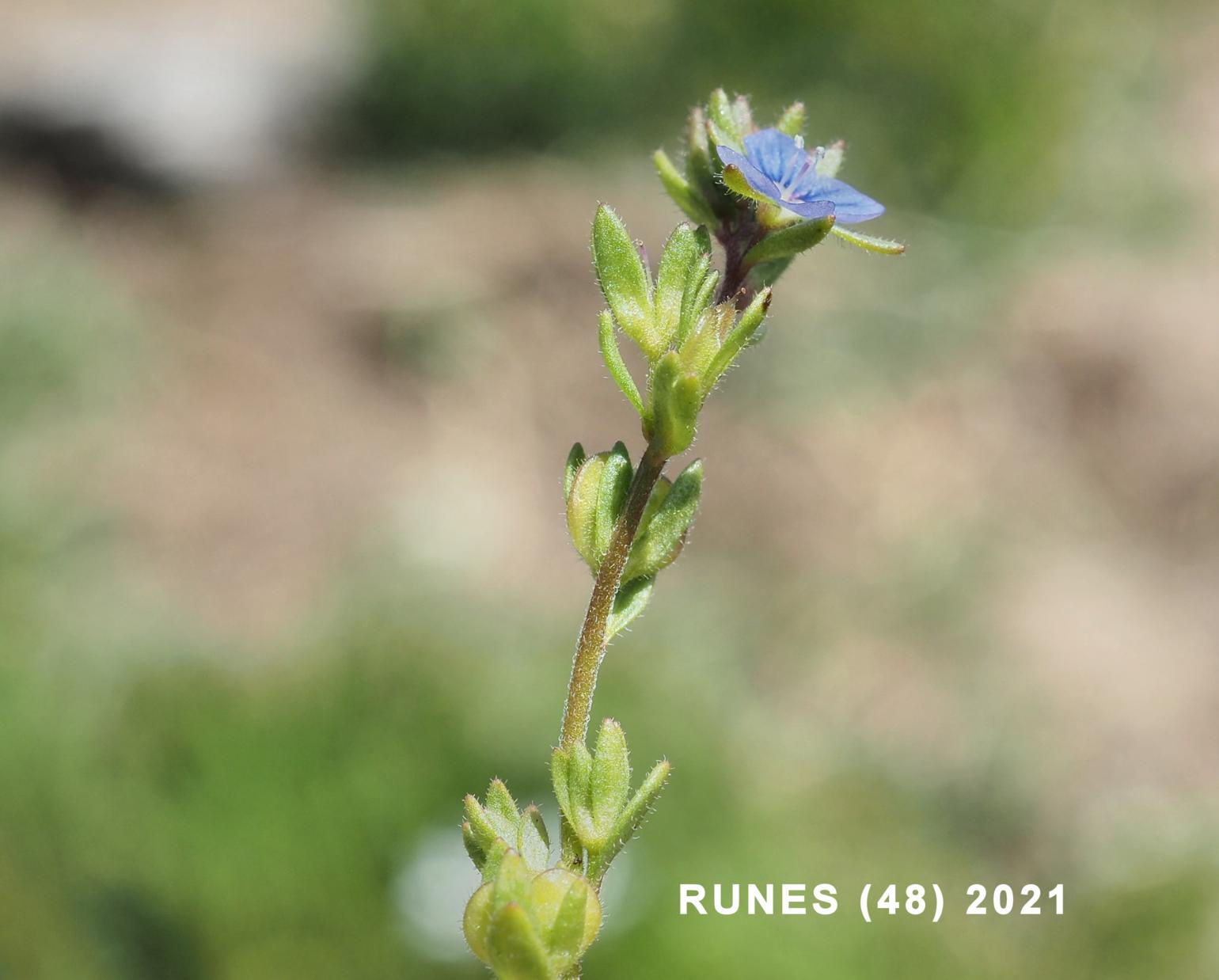 Speedwell, Fingered